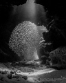   wish Cayman grottoes would be filled silversides once more.Devils Grotto July 2013 last year big numbers more. more  